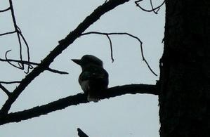 kookaburra