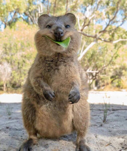 selfie de Quokka