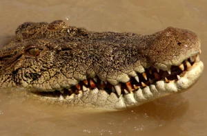 Crocodile