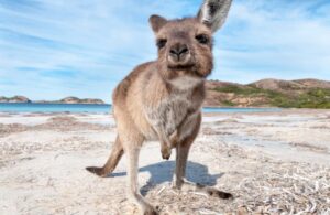 Un mignon kangourou sur une plage qui pointe son nez de près.