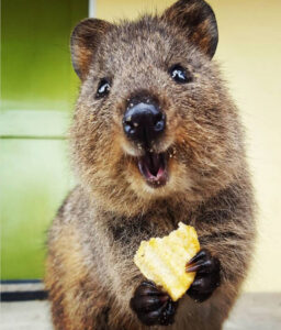 La malbouffe est aussi mauvaise pour les Quokkas