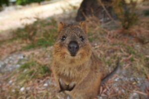 Quokka