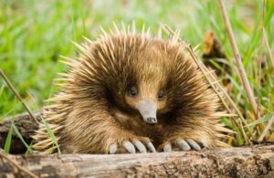 Un mignon échidné assis dans l'herbe, les pieds posés sur un tronc d'arbre.