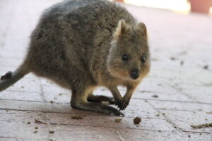 Voir le Marsupial célèbre pour son sourire