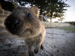 Un Quokka