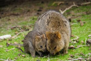 Reproduction du quokka