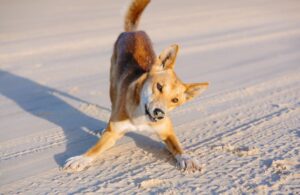 Dingo debout sur la plage dans une pose enjouée