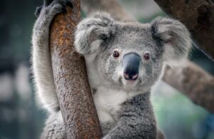 Un koala gris et duveteux est assis dans un arbre, ses griffes s'accrochant à l'écorce.