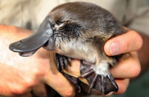 Un mignon ornithorynque tenu par une paire de mains humaines