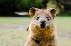 L'adorable quokka se tient sur ses pattes arrière dans l'herbe et a l'air de sourire.