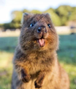 selfie du Marsupial célèbre pour son sourire