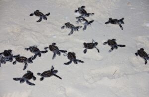 Jeunes tortues de mer se déplaçant sur le sable d'une plage.
