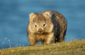 Un mignon wombat se tient debout sur l'herbe avec un peu d'herbe qui pend de sa bouche.