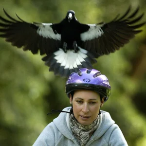 Attaque d'une pie australienne