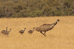 Émeu d'australie avec ses petits