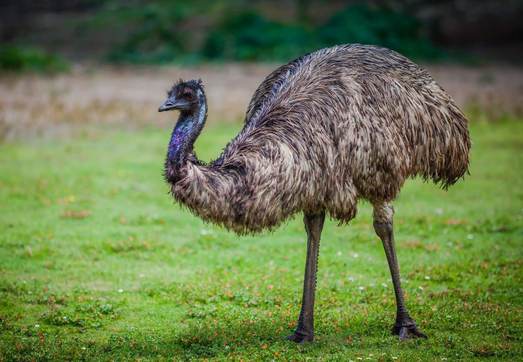 Émeu Australie
