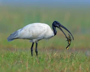 Alimentation de l'ibis à tête noire