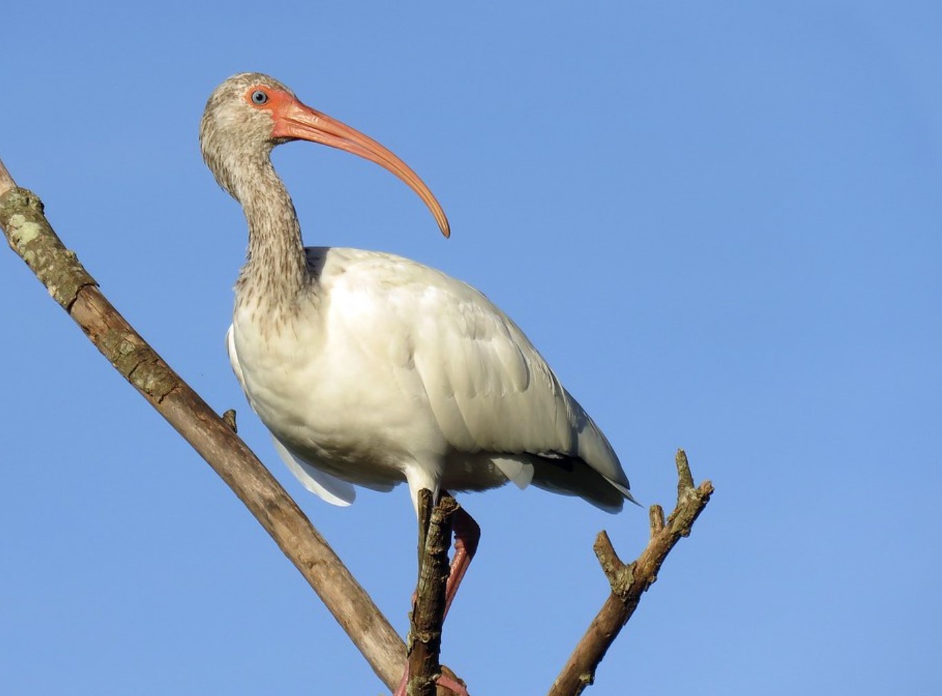 Courlis blanc : tout savoir sur cet oiseau unique