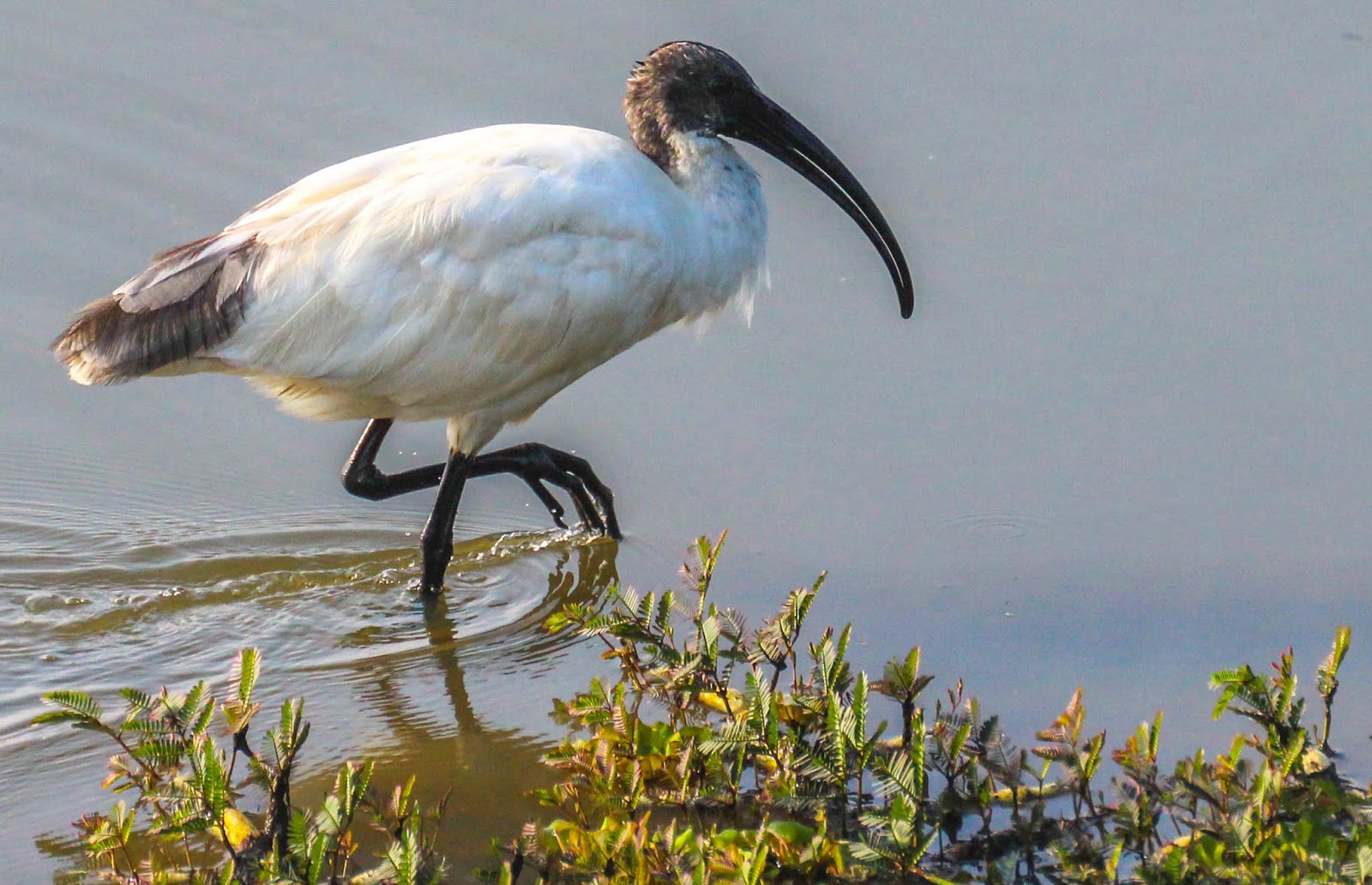 Ibis à tête noire