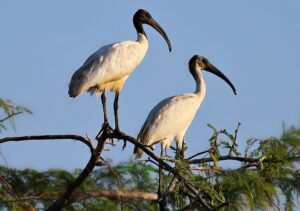 Importance écologique de l'ibis à tête noire