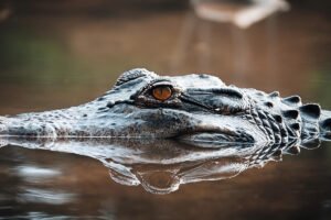 Un Crocodile marin qui sort la tête de l'eau