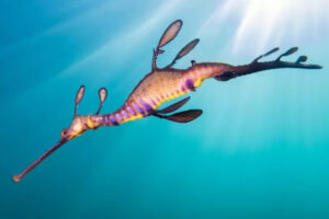 Un dragon de mer commun dans l'eau