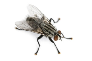 Une mouche à viande