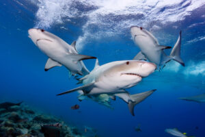 Des requins blancs en Australie