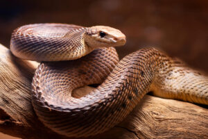 Serpent de l'espèce : taipan du désert
