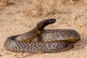Taipan côtier dans le sable