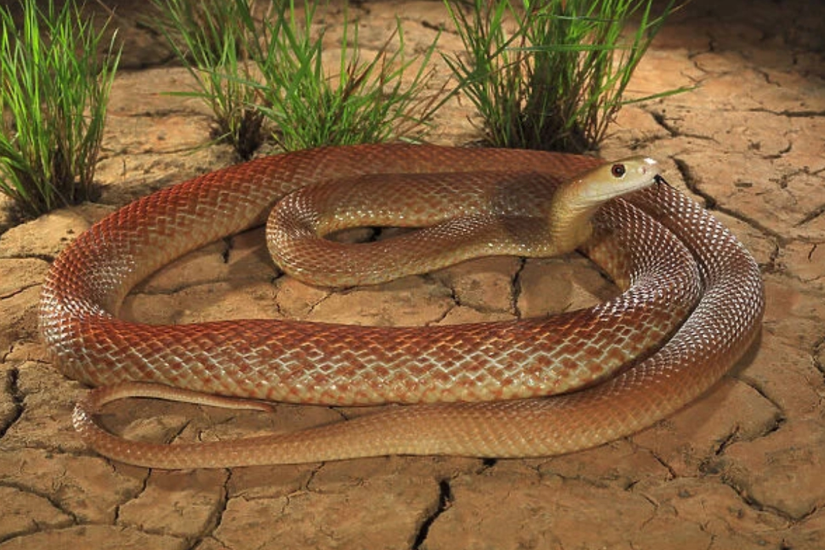 Animaux dangereux en Australie