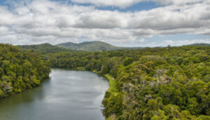 Forêt tropicale de Daintree, Queensland