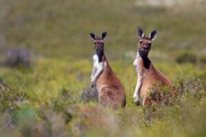 Kangaroo Island, Australie méridionale
